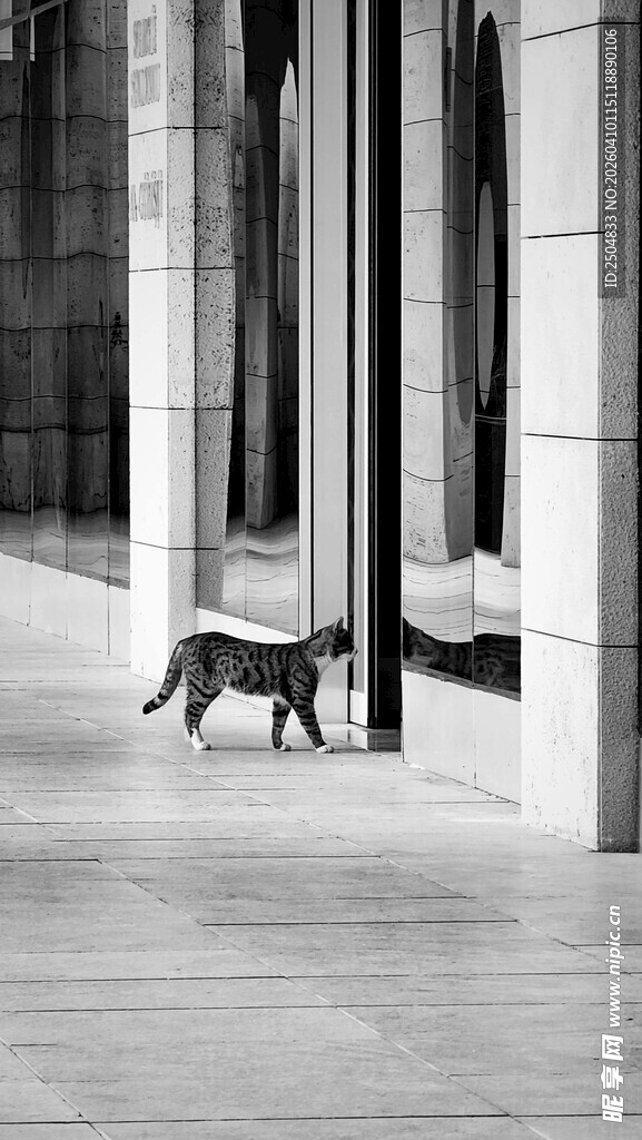 城市中独行的猫咪