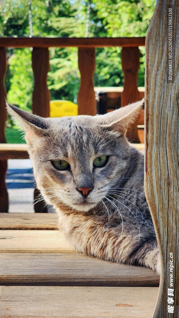 慵懒猫咪趴于木质平台