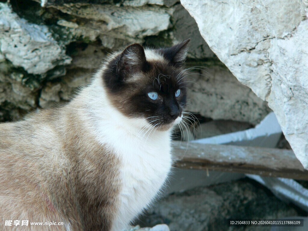 石墙边的暹罗猫