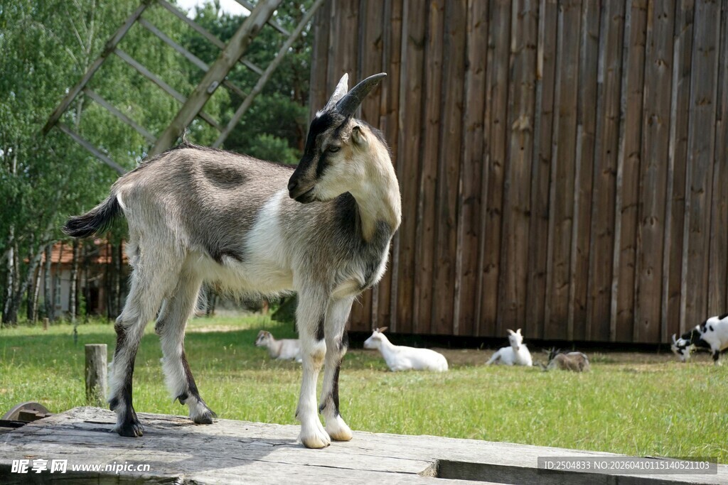 户外站立的山羊
