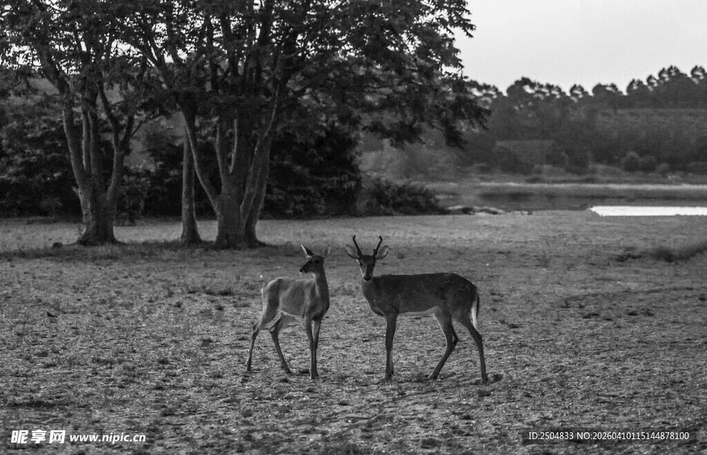草原上的两只小鹿