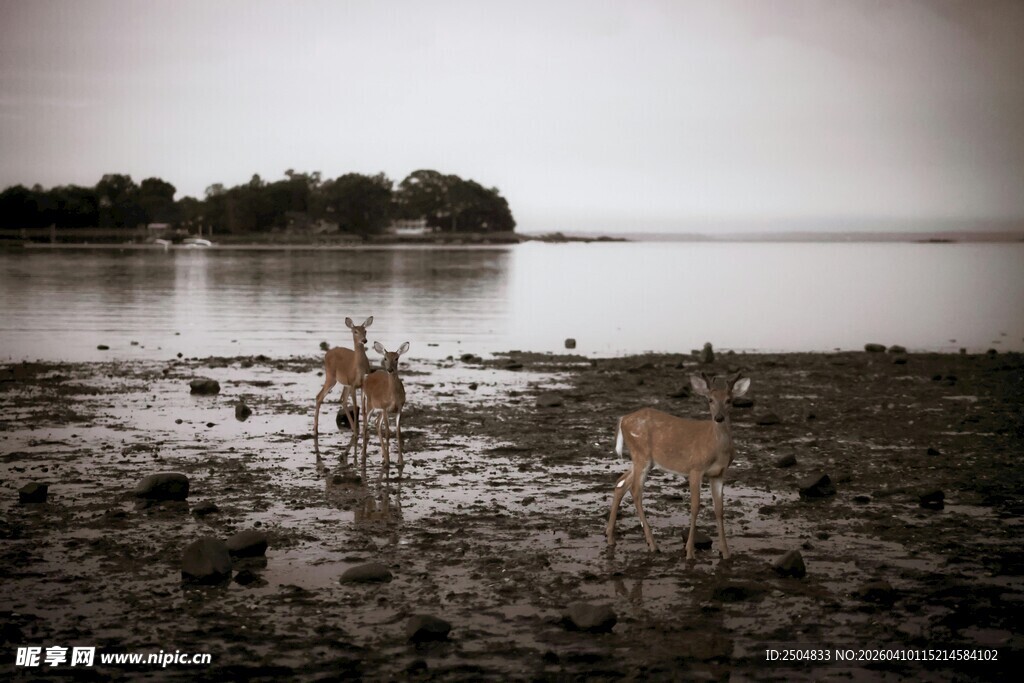 湿地边的两只小鹿