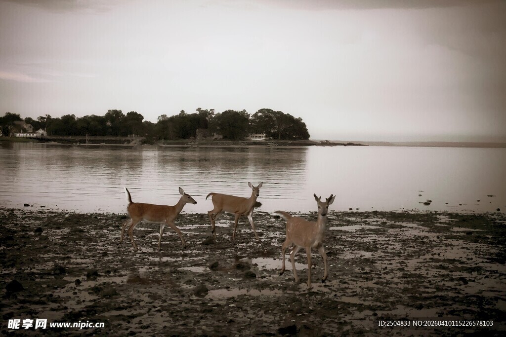 湖畔小鹿的静谧时光