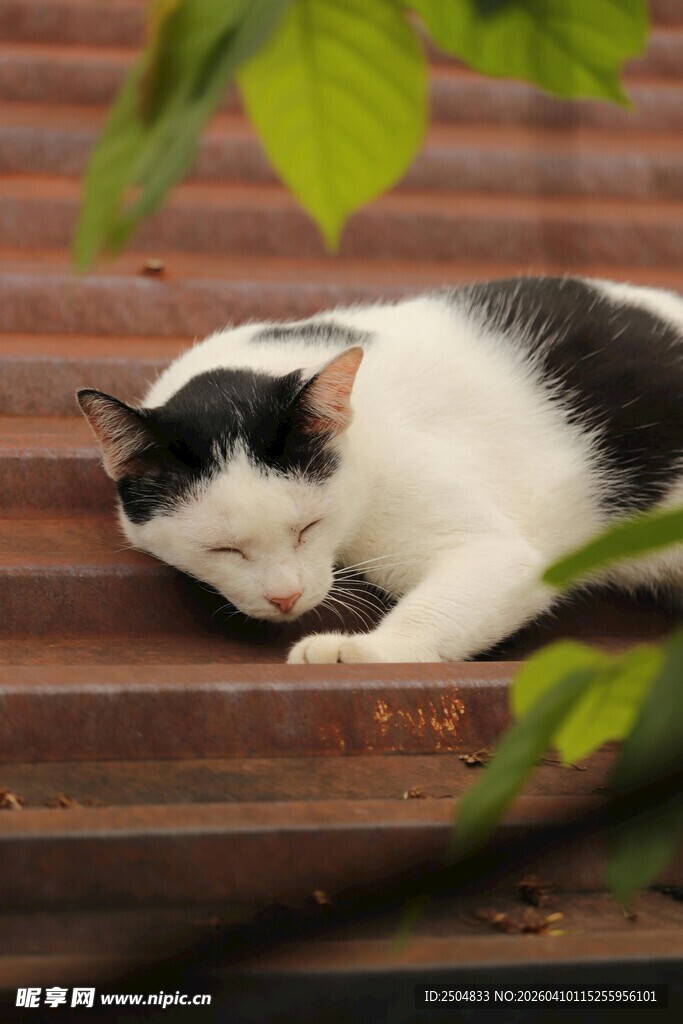 酣睡的黑白猫咪