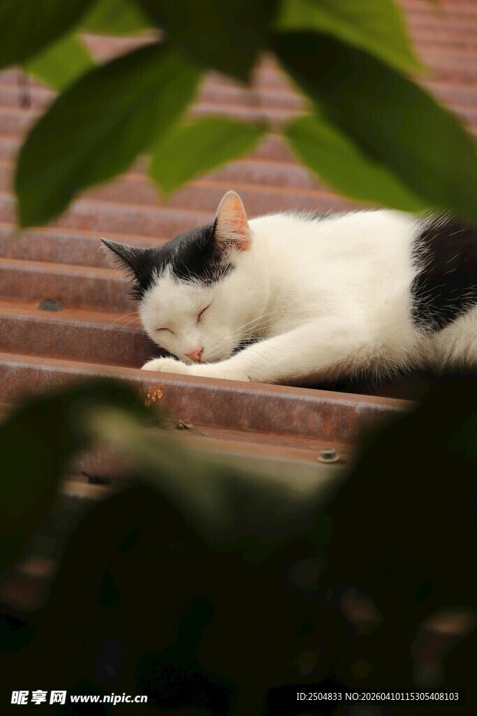 黑白猫咪惬意躺卧