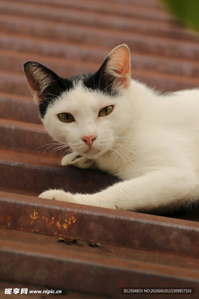 台阶上休憩的黑白猫咪