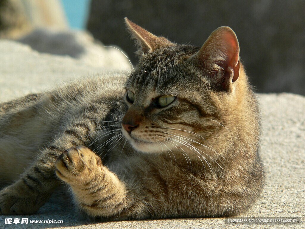 慵懒猫咪惬意躺卧
