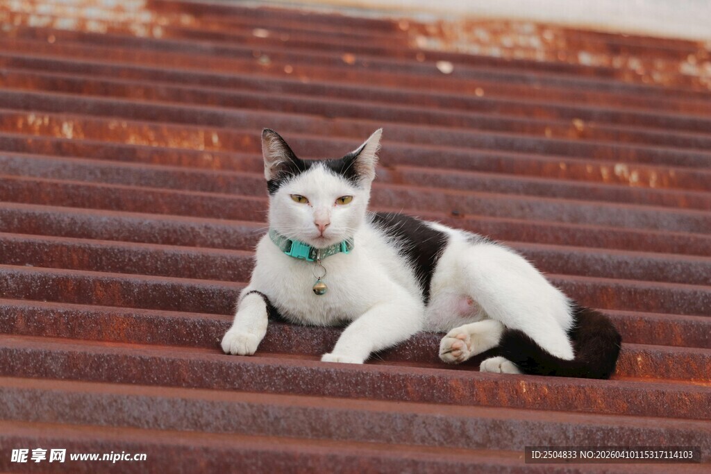 黑白猫咪惬意躺于台阶