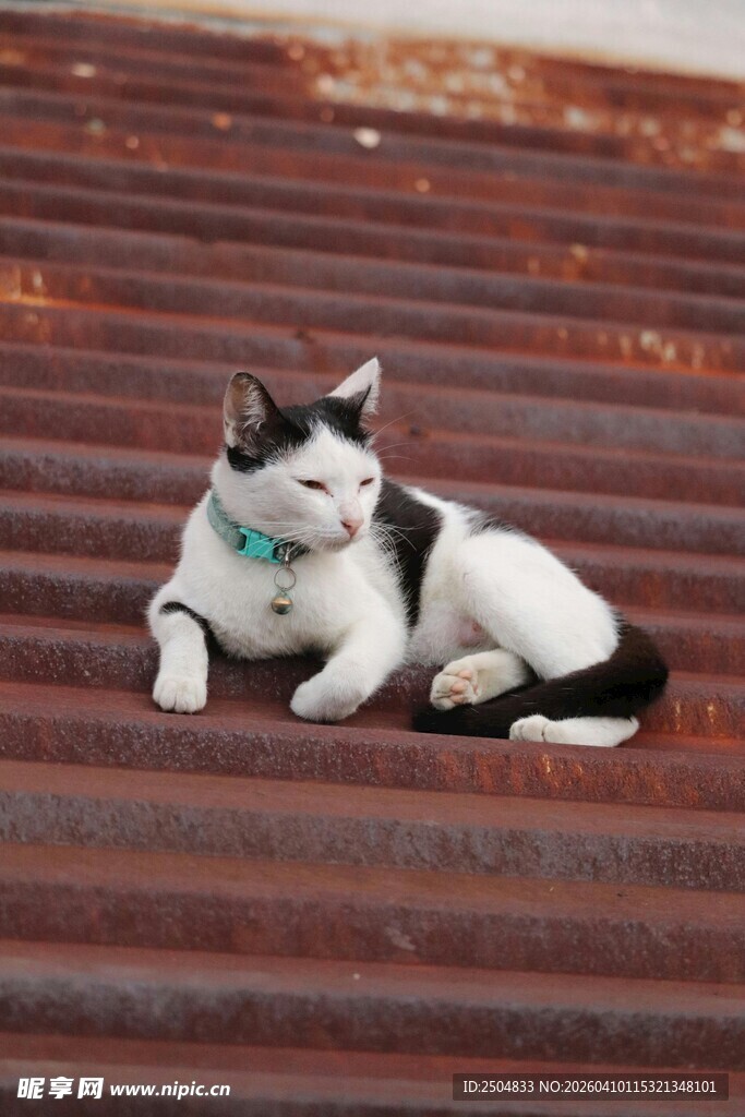 黑白猫咪悠闲躺于台阶