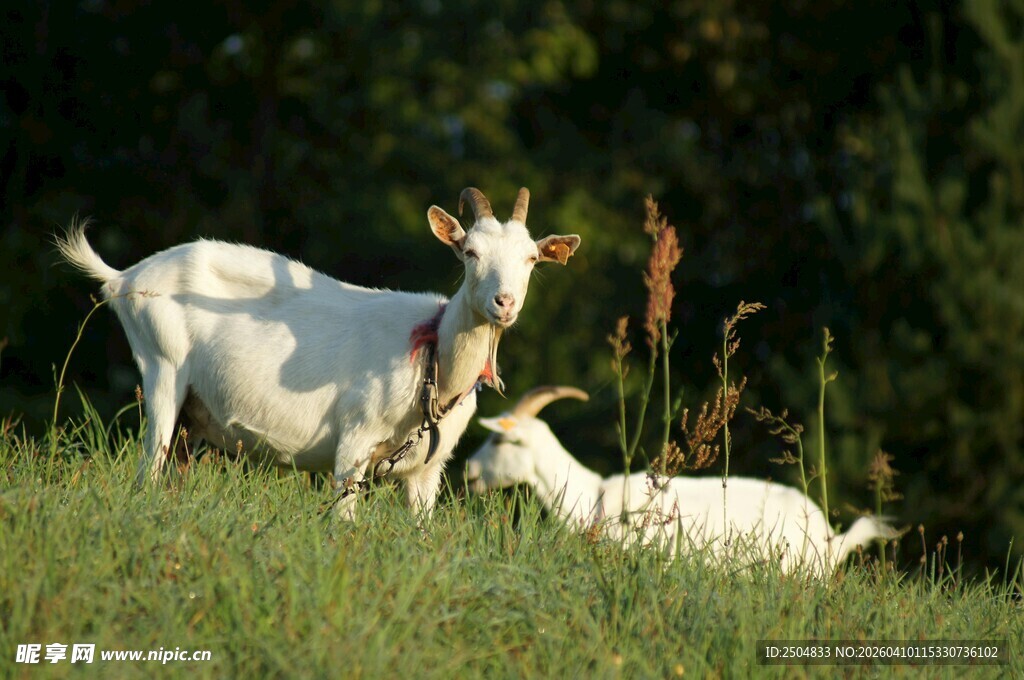 草地上的山羊母子