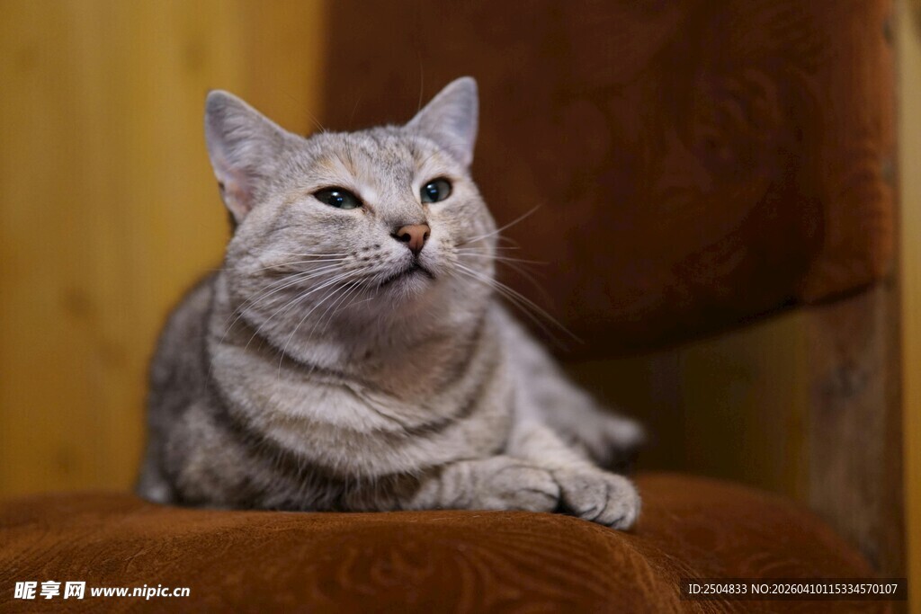灰色猫咪惬意趴坐