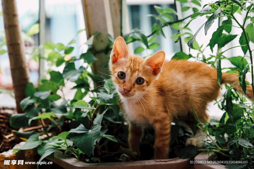 橘色小猫置身绿植间