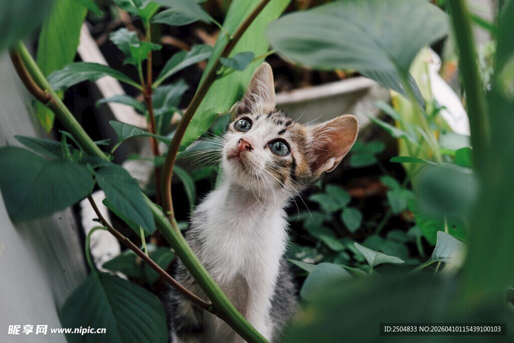 小猫在绿植间好奇张望