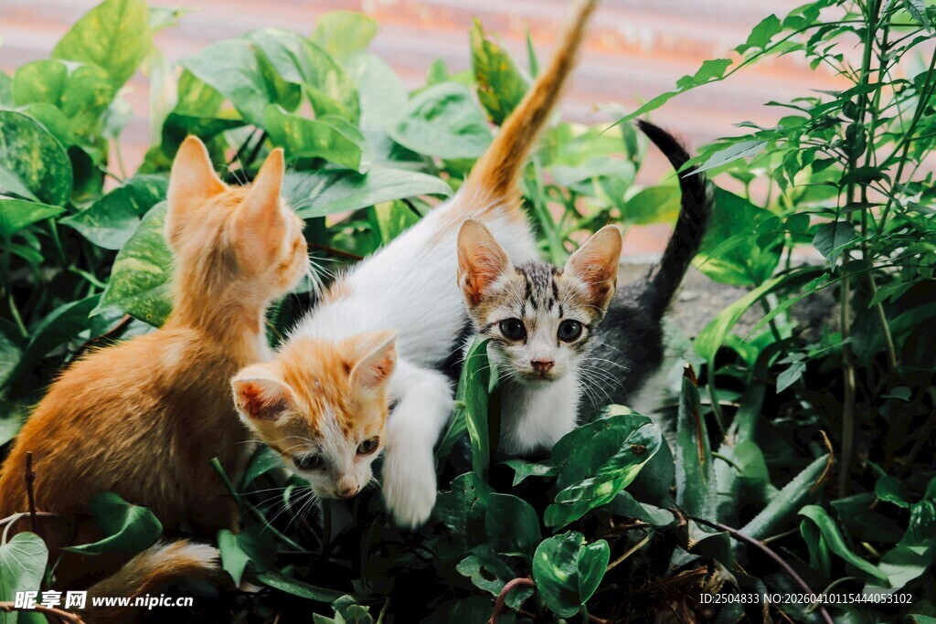 草丛中的可爱猫咪