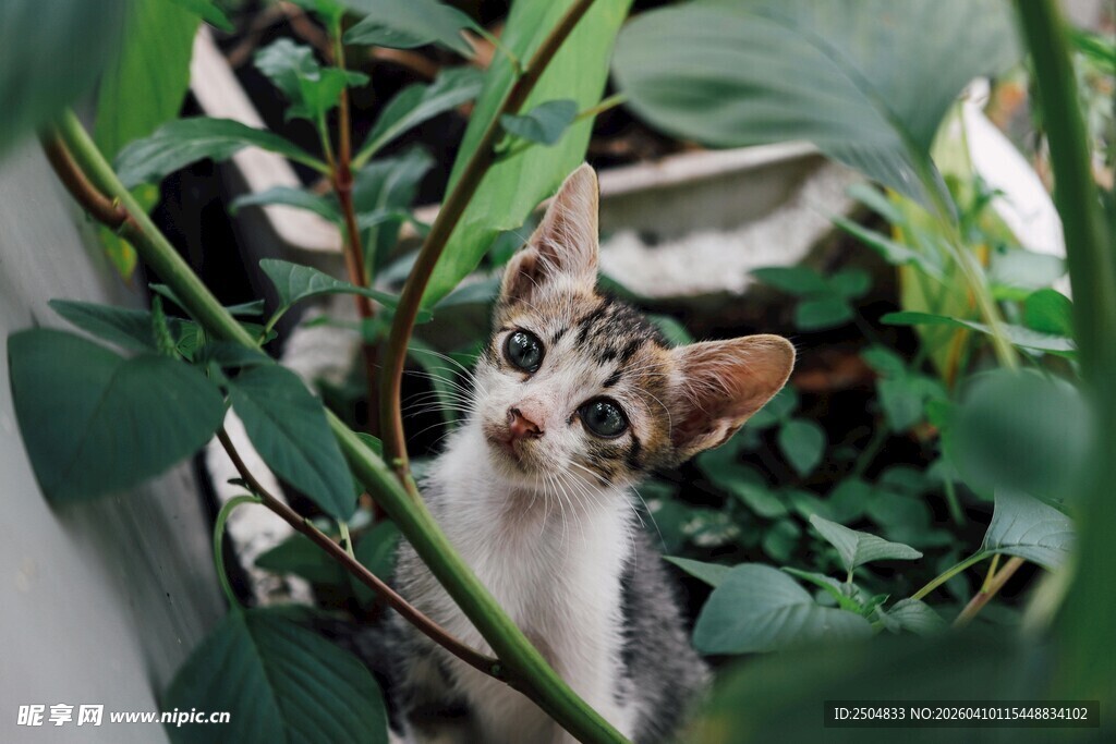小猫藏身绿植间好奇张望