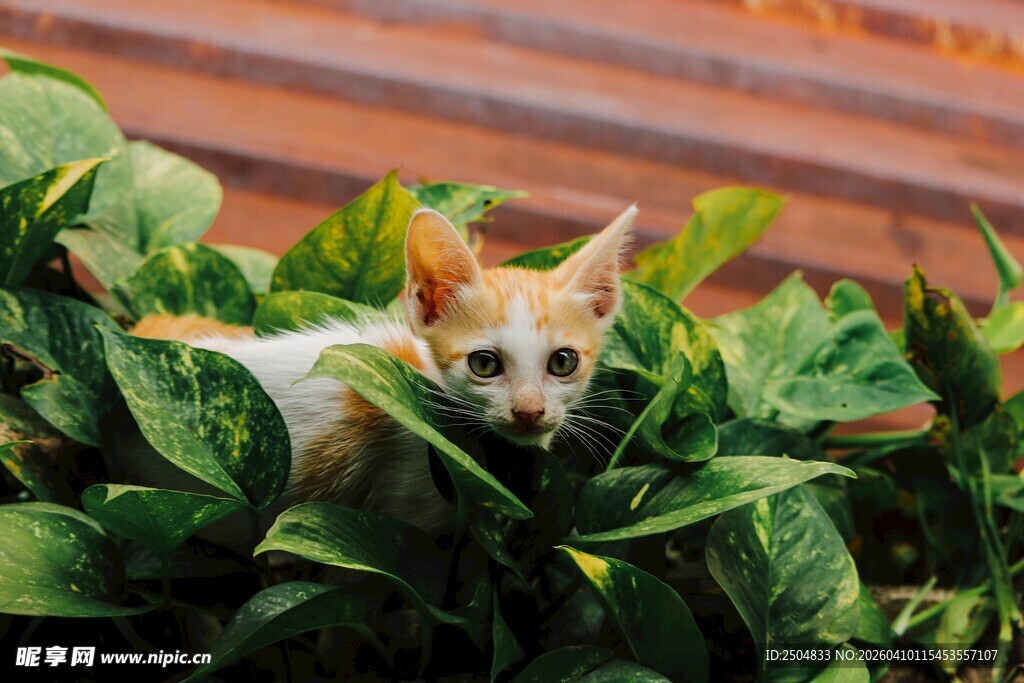 小狗藏于绿植间