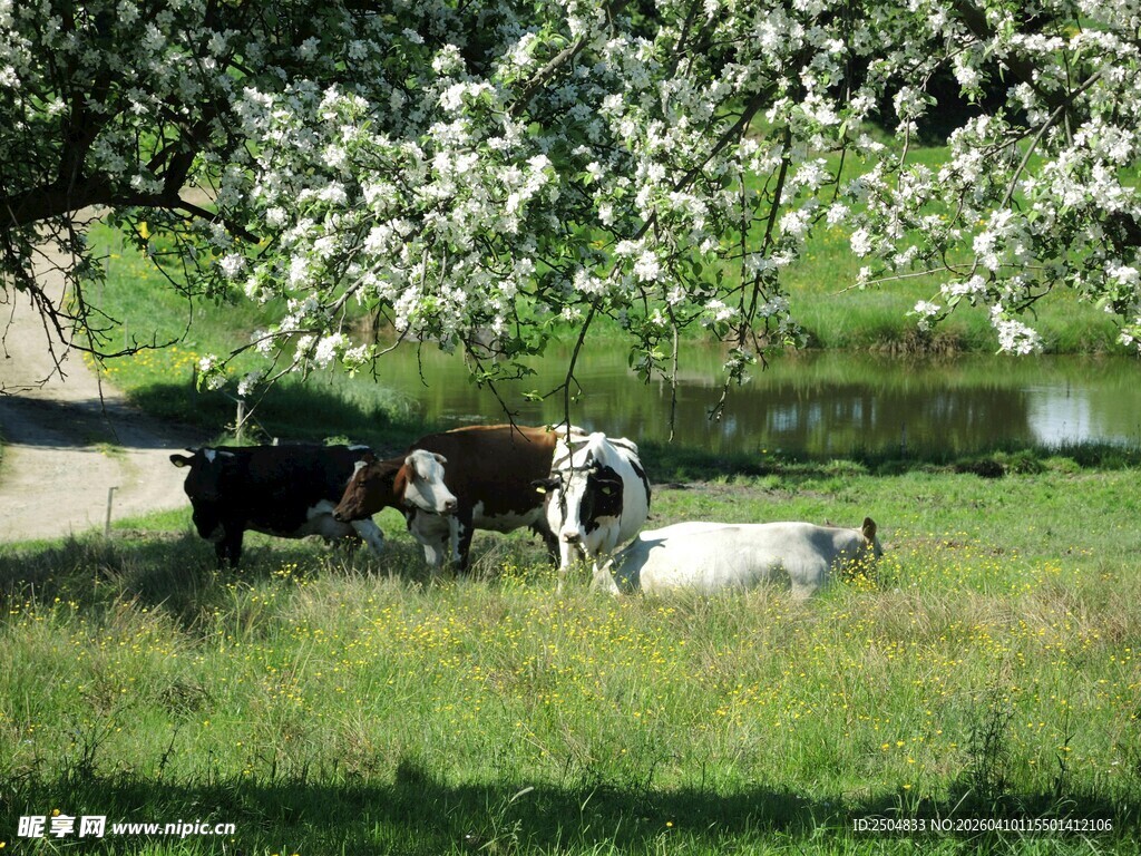 田园牧场景色