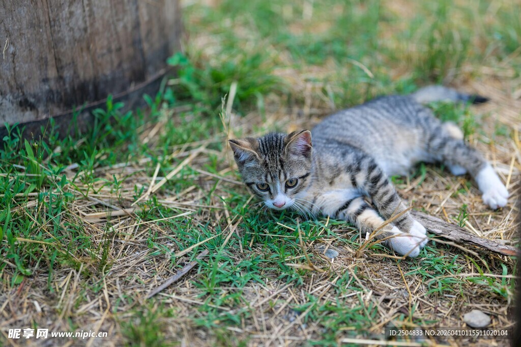 草地上小憩的可爱小猫咪