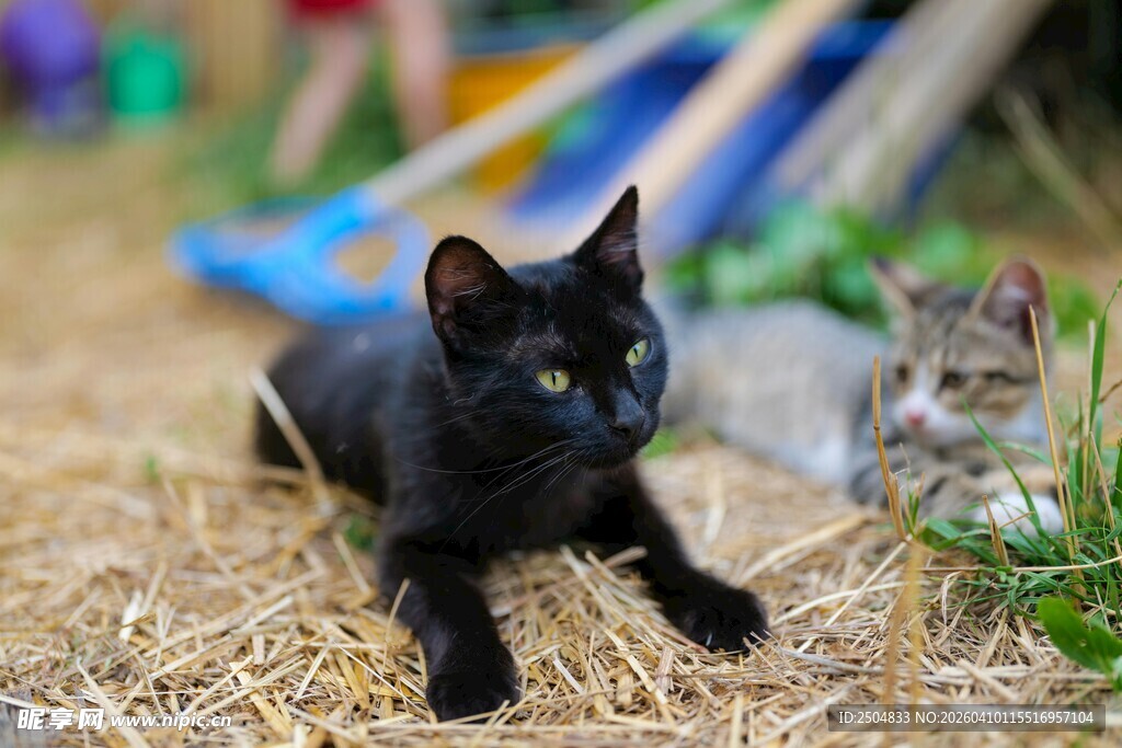 草地上的可爱小黑猫