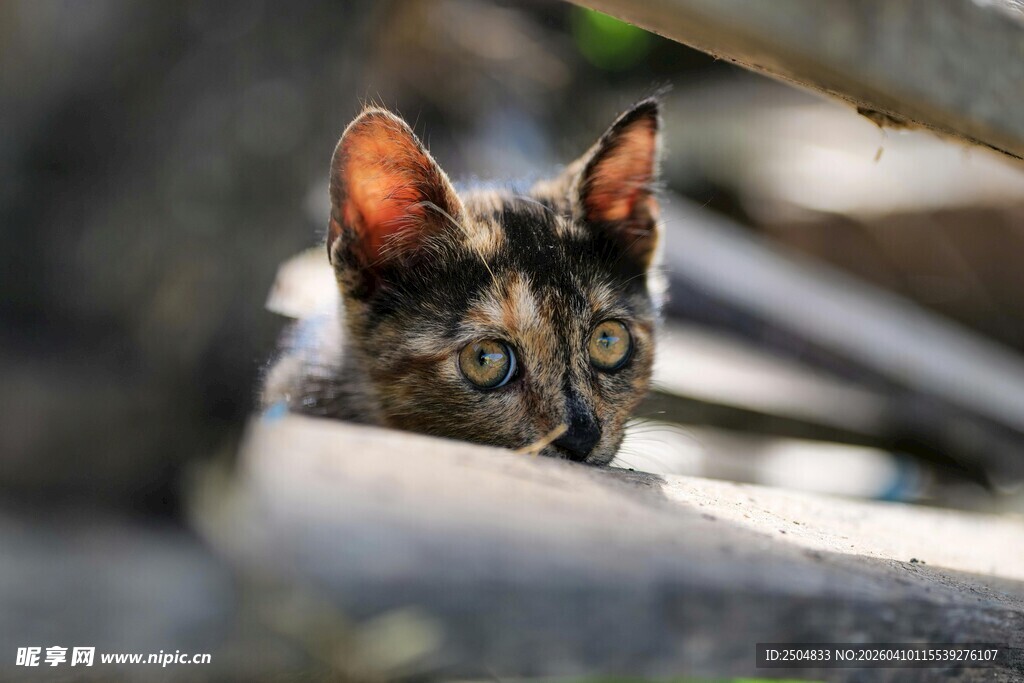 躲猫猫的三色小猫