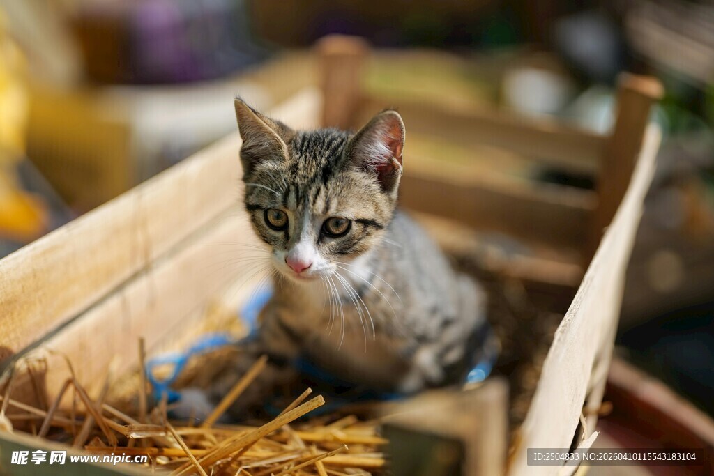 纸箱中的可爱小猫咪