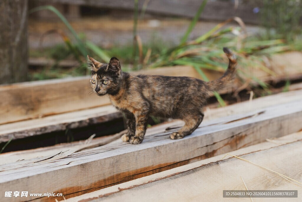 木板上行走的可爱小猫咪