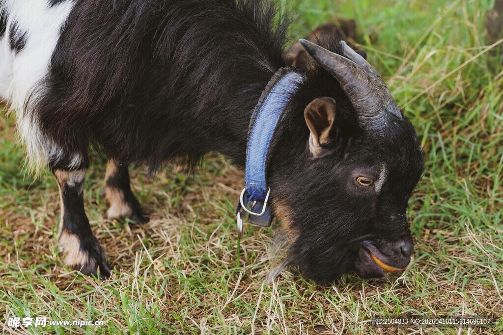 黑山羊低头吃草