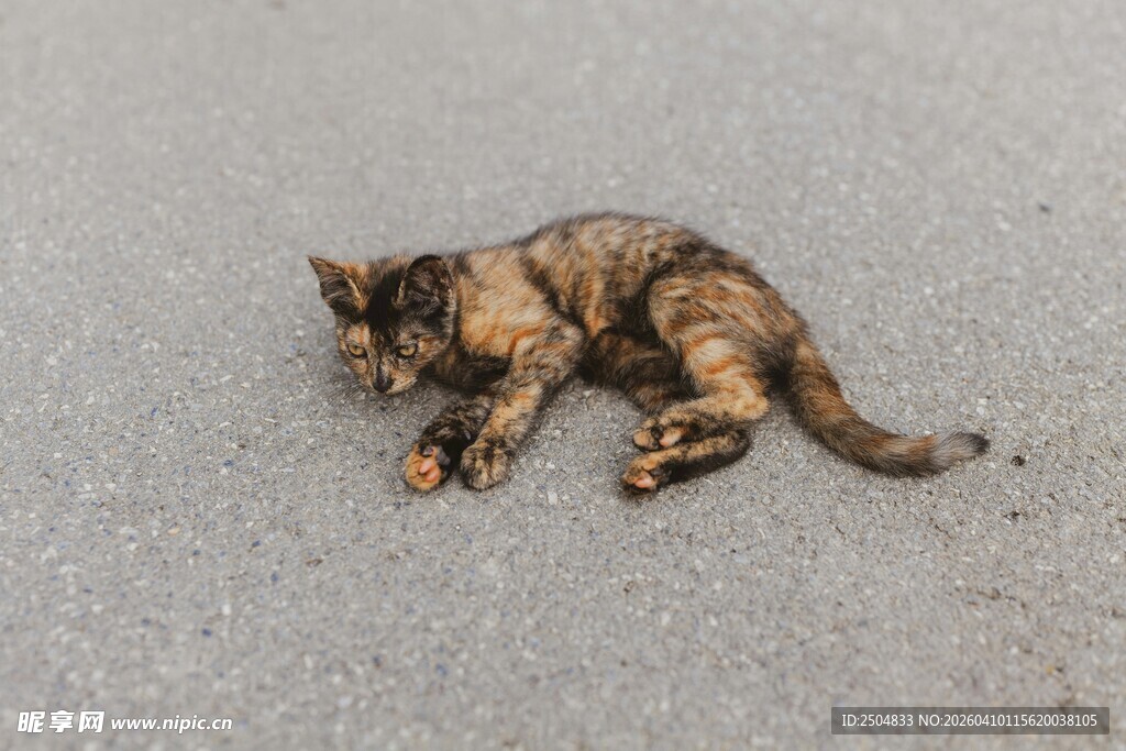 路边熟睡的小猫