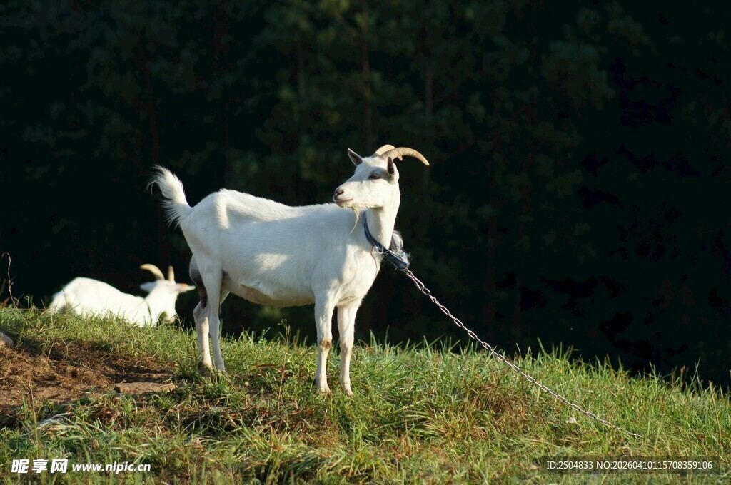 草地上的两只山羊