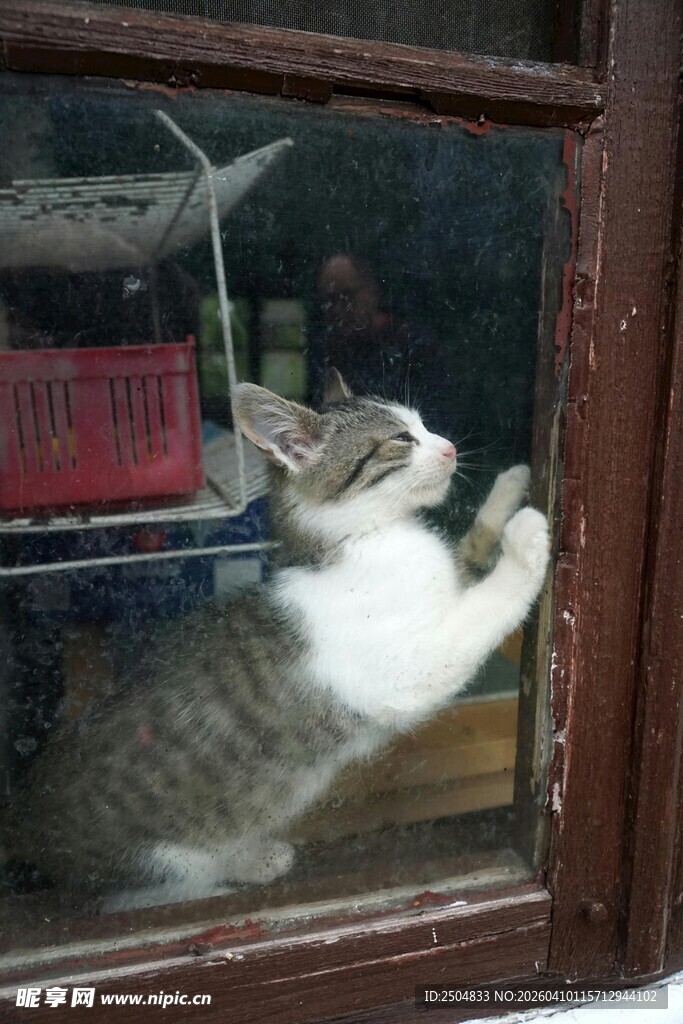 猫咪扒窗向外张望
