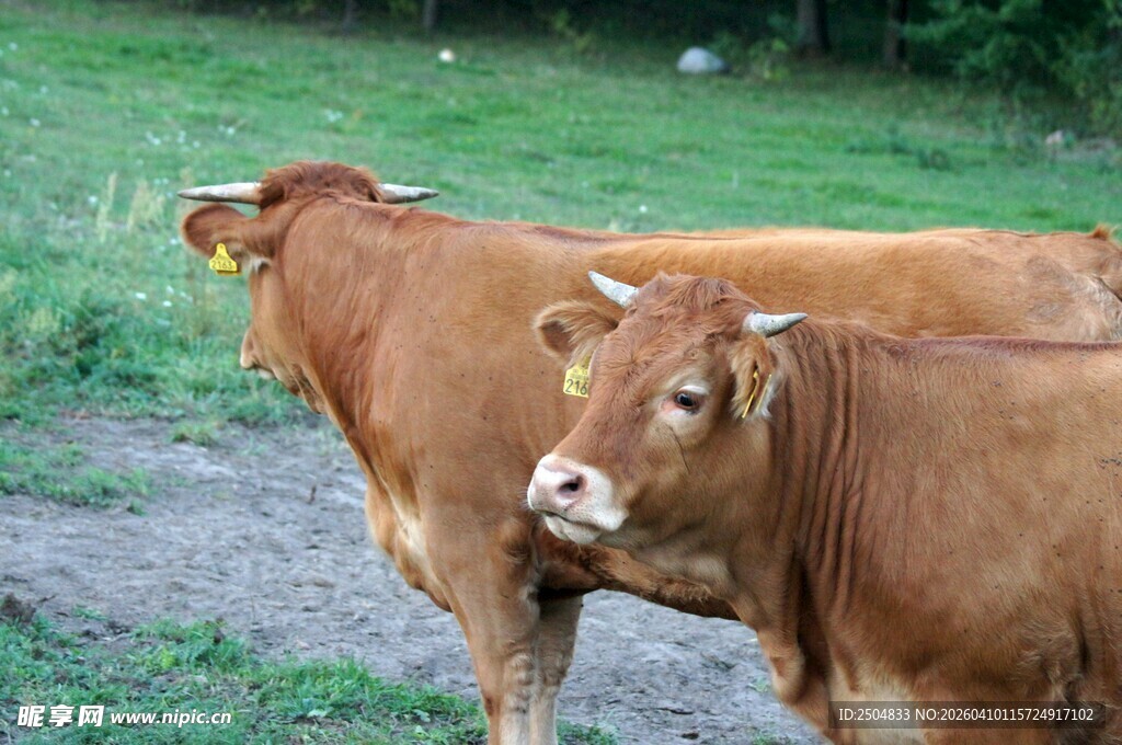 田野中的两头棕色耕牛