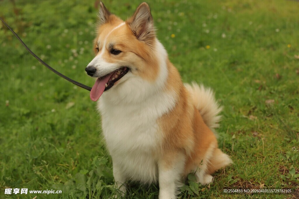 草地上的可爱柯基犬