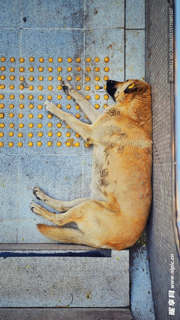 趴着休息的金毛犬