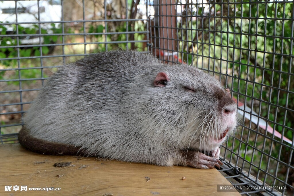 趴在木台上的可爱水豚