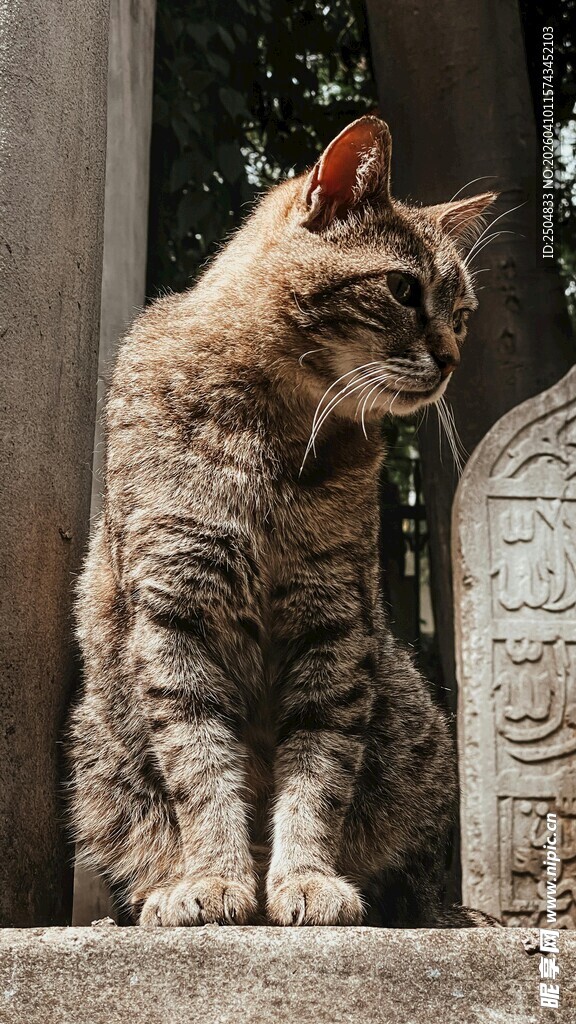 石上蹲坐的斑纹猫咪