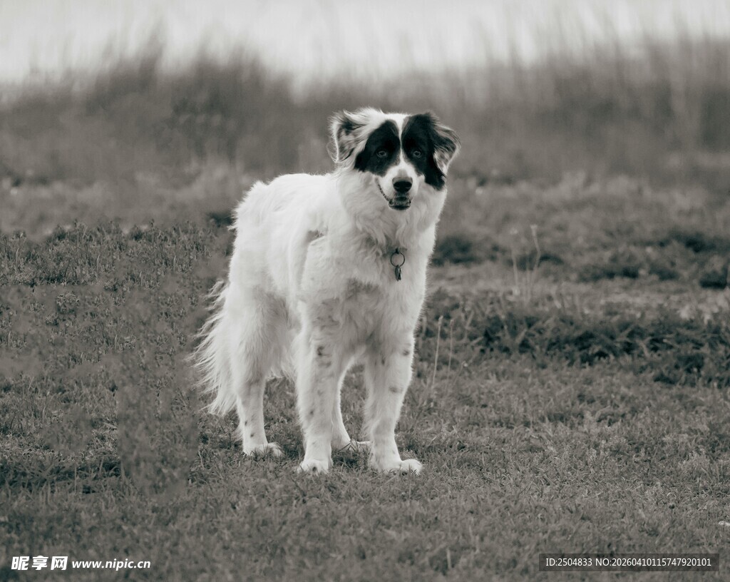 田野中的黑白长毛犬