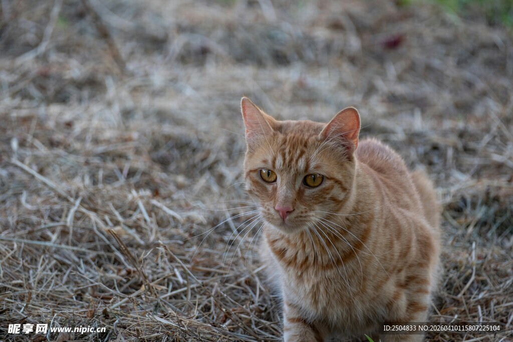 田野中的橘猫