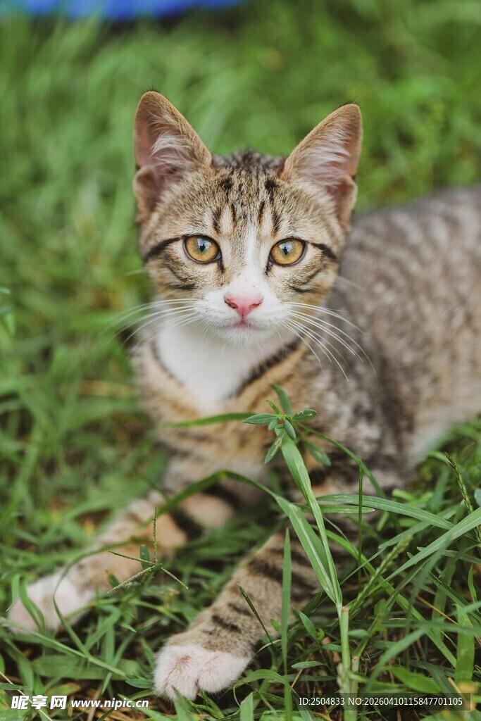 草地上的可爱小猫咪