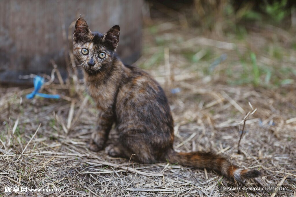 坐于干草上的斑纹猫咪