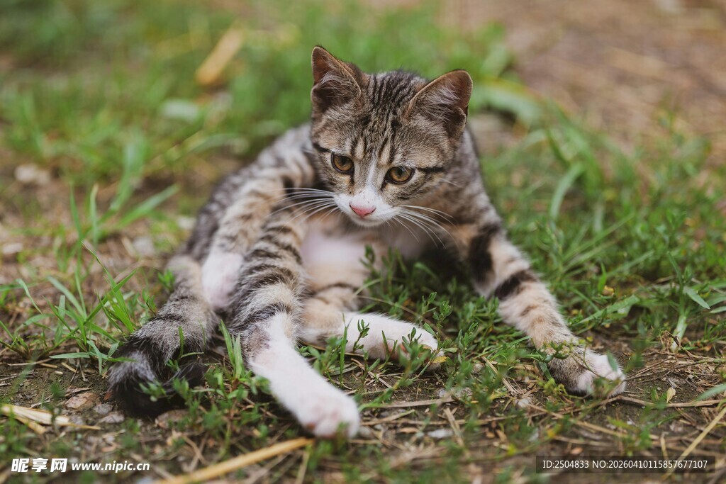 草地上的条纹猫咪
