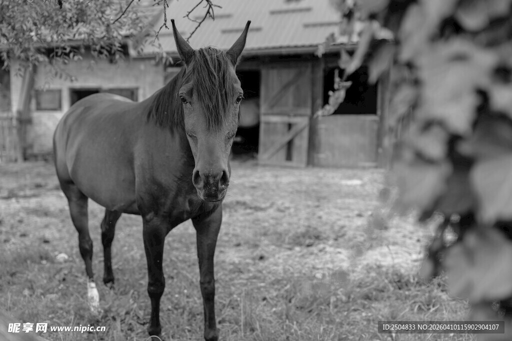 田野中的独行马