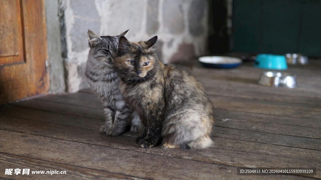 两只小猫坐于木地板上