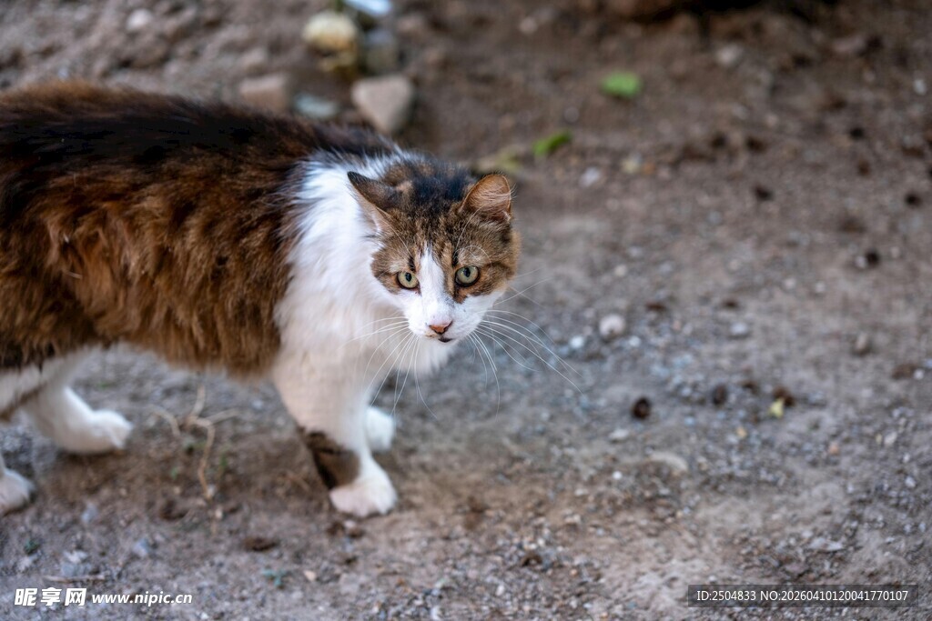 三色猫在地面上行走