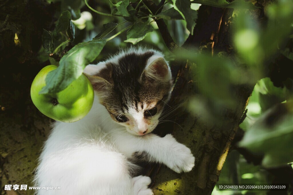 小猫栖于果树绿叶间