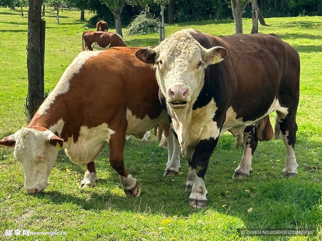 草地上的两头牛