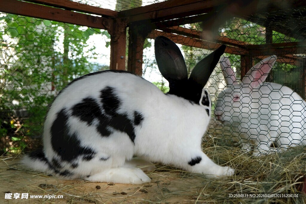 黑白花兔在棚下休憩