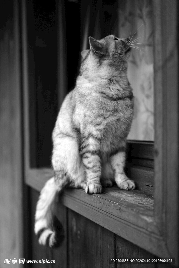 黑白猫咪坐于木质平台上