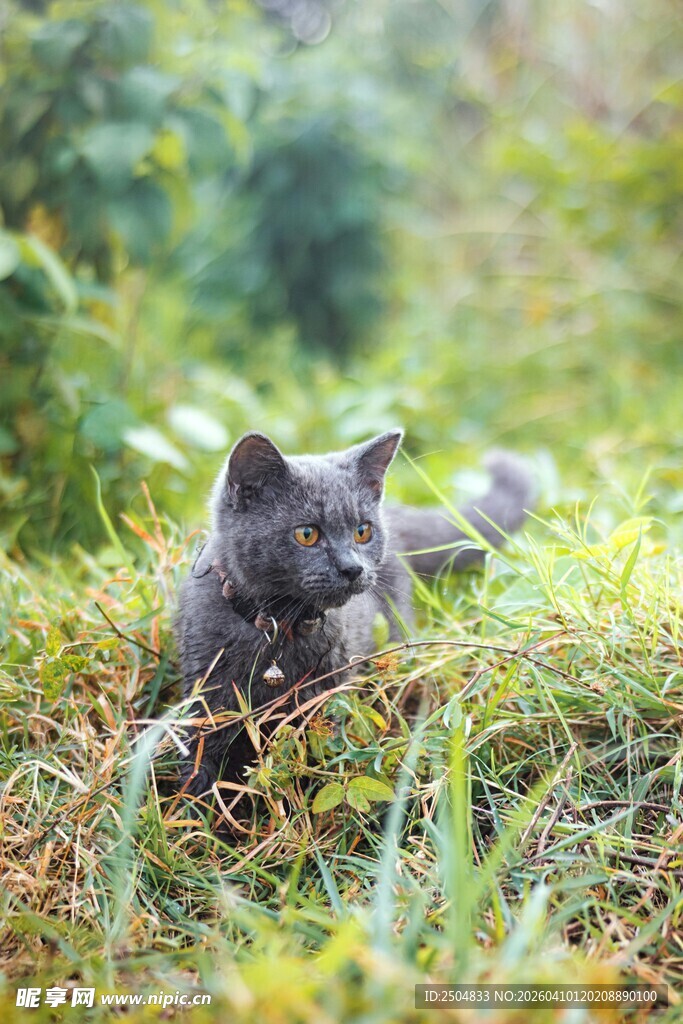 草丛中的可爱灰猫