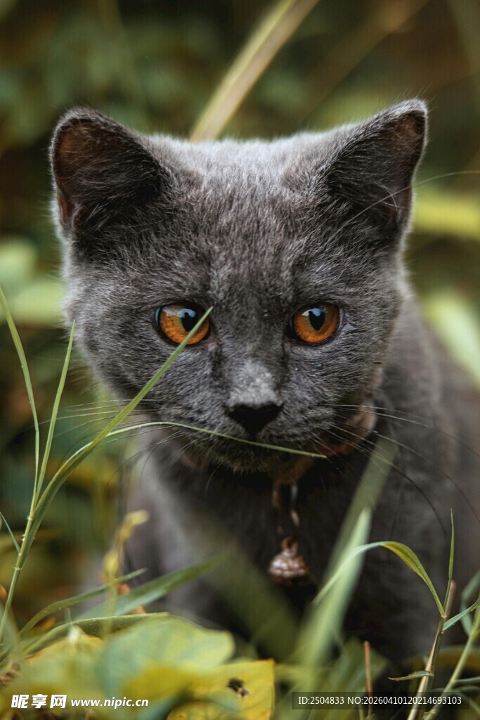 灰毛小猫置身草丛中