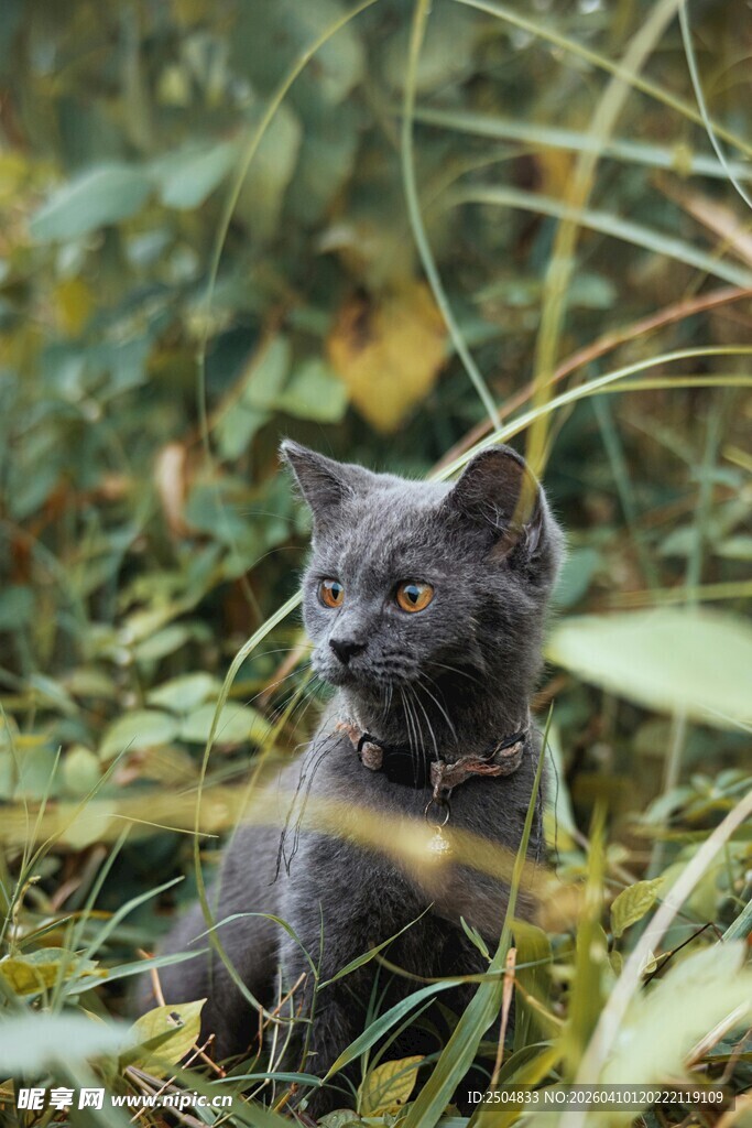 草丛中的灰猫